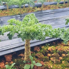 Cải xoăn kale