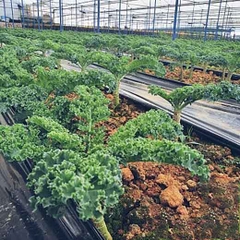 Cải xoăn kale