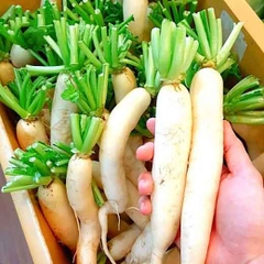 Củ cải trắng