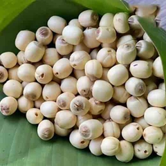 Hạt sen tươi