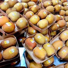 Kiwi vàng Zespri