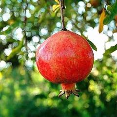 Nước ép lựu