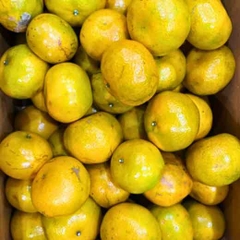 Quýt hữu cơ