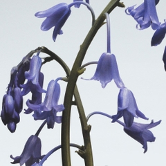 Kem Dưỡng Da Tay Jo Malone Wild Bluebell Hand Cream