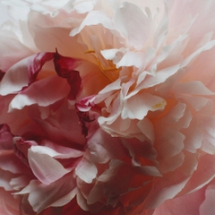 Kem Dưỡng Da Tay Jo Malone Peony & Blush Suede Hand Cream