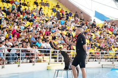 Vé Show Cá Heo Cổ Cò – Da Nang Dolphinarium