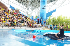 Vé Show Cá Heo Cổ Cò – Da Nang Dolphinarium