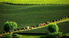 Khám Phá Mộc Châu – Cầu Kính Bạch Long - Sơn La