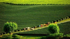 Mộc Châu - Cầu Kính Bạch Long - Săn Mây Tà Xùa