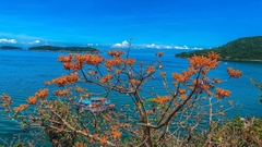 Tour Ghép Cù Lao Chàm Đón Cảng Khách Quốc Tế