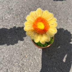 [ Set 10 Chậu + Túi ] Hoa Gerbera Kẽm Nhung - 18184