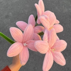 [ Set 20 Nhánh ] Hoa La Kèn Kẽm Nhung - 18187