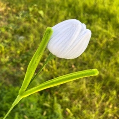 [ Set 20 Nhánh ] Hoa Tulip Kẽm Nhung - 18188