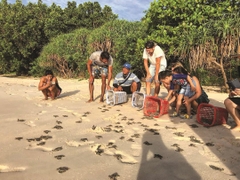 LANDTOUR CÔN ĐẢO- THẢ RÙA CON VỀ BIỂN VÀ LẶN NGẮM SAN HÔ