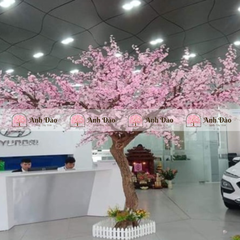Cây anh đào hồng cao 3,2m rộng 2,5m