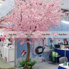 Cây anh đào hồng cao 3,2m rộng 2,5m