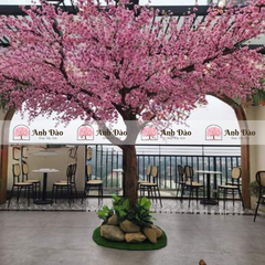 Cây anh đào hồng cao 3,2m rộng 2,5m