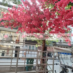 Cây hoa giấy cao 3.5m rộng 2m