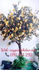 Cây Hoa Hồng Vàng và Cây Hoa Hồng