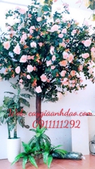 Cây Hoa Hồng Vàng và Cây Hoa Hồng