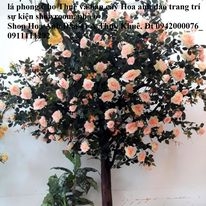 Cây hoa hồng