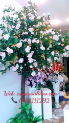 Cây Hoa Hồng Vàng và Cây Hoa Hồng