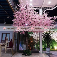 Cây đào hồng cao 3,5m rộng 2,8m