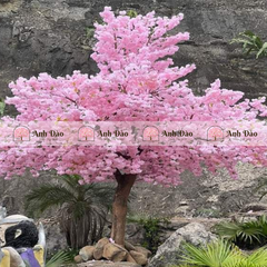 Cây hoa anh đào chùm hồng cao 3,6m rộng 2,4m