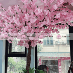 Cây hoa anh đào chùm hồng cao 3,6m rộng 2,4m