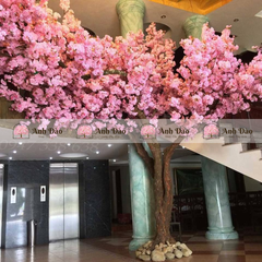Cây anh đào chùm hồng cao 3,6m rộng 2,8m