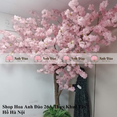 Cây anh đào chùm hồng cao 3,6m rộng 2,8m