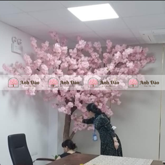 Cây anh đào chùm hồng cao 3,6m rộng 2,8m