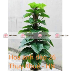 Các mẫu cây xanh trang trí trong nhà