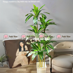 Các mẫu cây xanh trang trí trong nhà