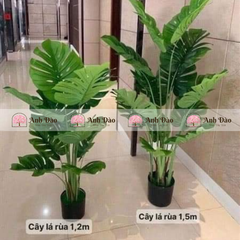 Các mẫu cây xanh trang trí trong nhà