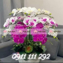 Chậu hoa Lan hồ điệp cao 1.2m rộng 70cm