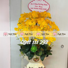 Chậu hoa Lan hồ điệp cao 1.2m rộng 70cm