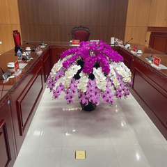 Chậu Lan Hồ Điệp giả tại Ban cơ yếu Chính phủ ở Thạch Thất, Hà Nội