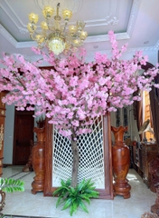 Cây anh đào