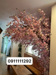 Cây hoa bồ công anh