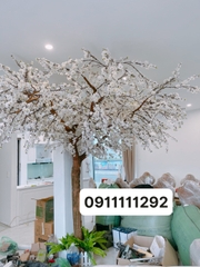 Cây hoa bồ công anh