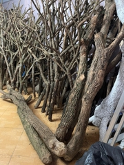 Mẫu Gốc Cây