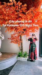 Cây Phong Lá Đỏ