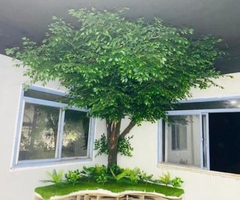 Cây Si Giả Lá Xanh