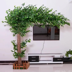 Cây Si Giả Lá Xanh