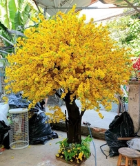 Cây Mai Vàng Giả