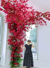 Cây hoa giấy đỏ