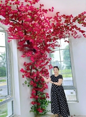 Cây hoa giấy đỏ