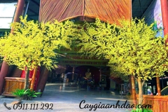 Cây hoa mai vàng