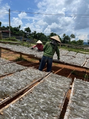 Miến đen sợi to